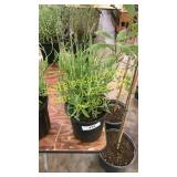 Lavender 1 gallon pot