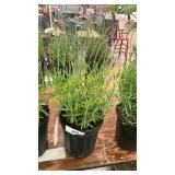 Lavender 1 gallon pot