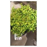 Bonanza Gold Barberry 3 gallon pot