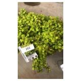 Bonanza Gold Barberry 3 gallon pot