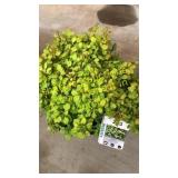 Bonanza Gold Barberry 3 gallon pot
