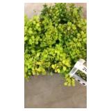 Bonanza Gold Barberry 3 gallon pot