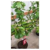 Bing Cherry Tree 5 gallon pot