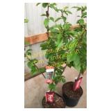 Bing Cherry Tree 5 gallon pot