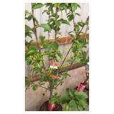 Bing Cherry Tree 5 gallon pot