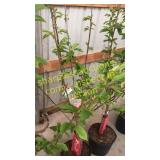 Bing Cherry Tree 5 gallon pot