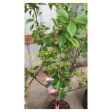 Bing Cherry Tree 5 gallon pot