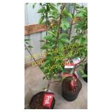 Bing Cherry Tree 5 gallon pot