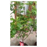 Bing Cherry Tree 5 gallon pot