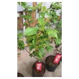 Bing Cherry Tree 5 gallon pot