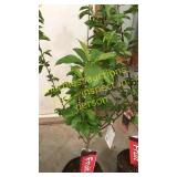 Bing Cherry Tree 5 gallon pot