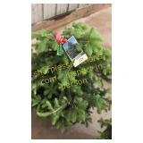 Black Hills Spruce 3 - 4 foot tall