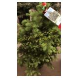 Black Hills Spruce 3 - 4 foot tall