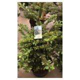 Black Hills Spruce 3 - 4 foot tall