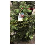 Black Hills Spruce 3 - 4 foot tall