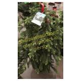 Black Hills Spruce 3 - 4 foot tall