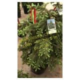 Black Hills Spruce 3 - 4 foot tall