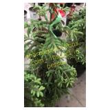 Black Hills Spruce 3 - 4 foot tall