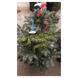 Colorado Spruce 3 - 4 foot tall