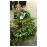 Black Hills Spruce 3 - 4 foot tall