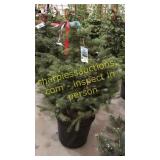 Colorado Spruce 3 - 4 foot tall