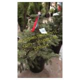 Colorado Spruce 3 - 4 foot tall