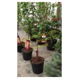 Black Tartan Cherry 5 gallon pot