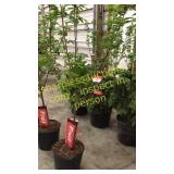 Black Tartan Cherry 5 gallon pot