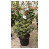 Colorado Spruce 3 - 4 foot tall