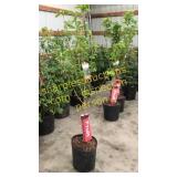 Black Tartan Cherry 5 gallon pot