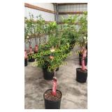 Black Tartan Cherry 5 gallon pot
