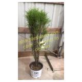 Fine Line Buckthorn 5 gallon pot