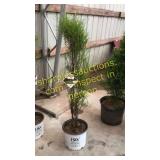 Fine Line Buckthorn 5 gallon pot