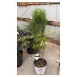 Fine Line Buckthorn 5 gallon pot