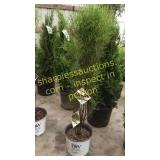 Fine Line Buckthorn 5 gallon pot