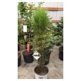 Fine Line Buckthorn 5 gallon pot