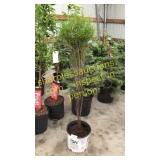 Fine Line Buckthorn 5 gallon pot