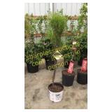Fine Line Buckthorn 5 gallon pot
