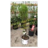 Fine Line Buckthorn 5 gallon pot