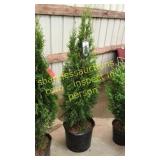 Emerald Green Arborvitae 7 gallon pot