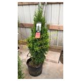 Emerald Green Arborvitae 7 gallon pot