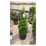 Emerald Green Arborvitae 7 gallon pot