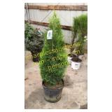 Emerald Green Arborvitae 7 gallon pot