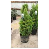 Emerald Green Arborvitae 7 gallon pot