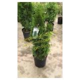 Emerald Green Arborvitae 3 gallon pot