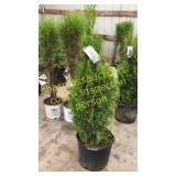 Emerald Green Arborvitae 7 gallon pot