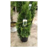 Emerald Green Arborvitae 3 gallon pot