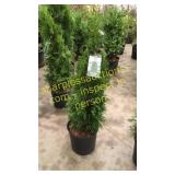 Emerald Green Arborvitae 3 gallon pot