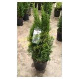Emerald Green Arborvitae 3 gallon pot