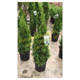Emerald Green Arborvitae 3 gallon pot